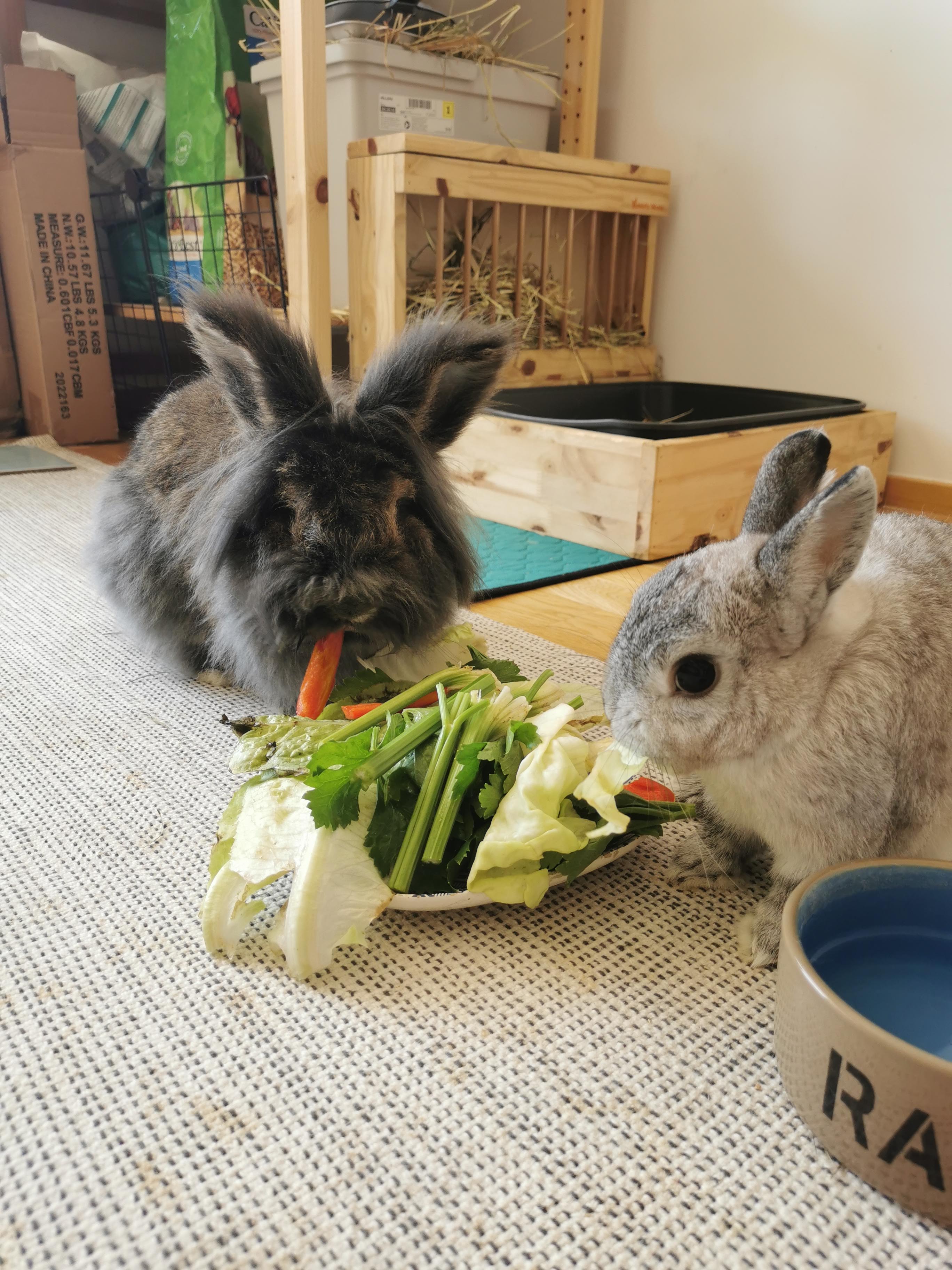 Bunnies eating vegetables